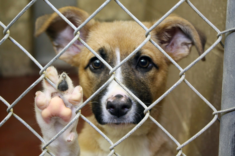 Adopting a Shelter Dog? 6 Things to Consider