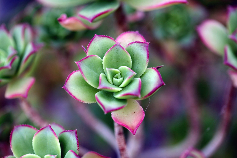 How to Keep Your Indoor Cacti Thriving