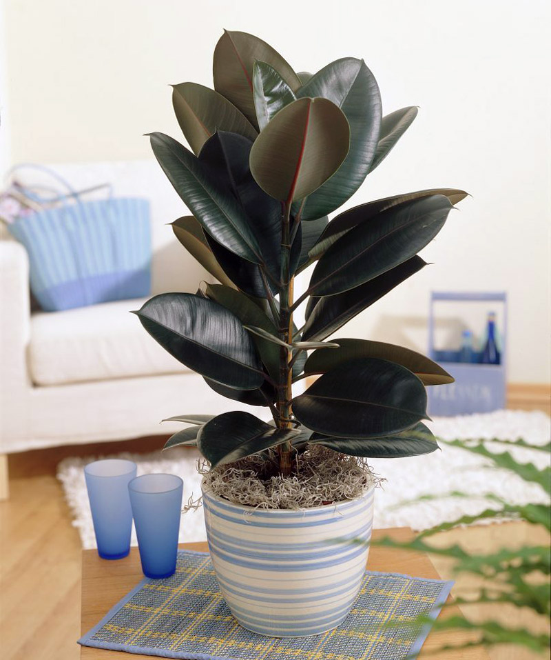 Improve Indoor Air Quality With Air Purifying Houseplants
