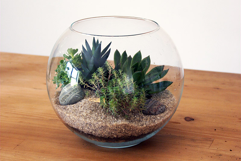 Choosing the Best Plants for Your Terrarium 