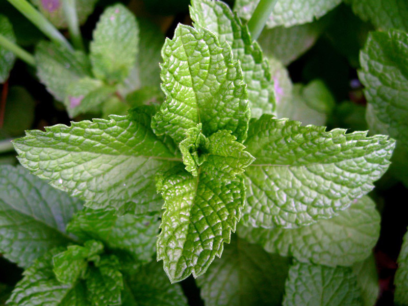 Gardening Guide to Fresh Herbs Year-Round