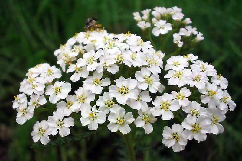 Gardening Guide to Fresh Herbs Year-Round