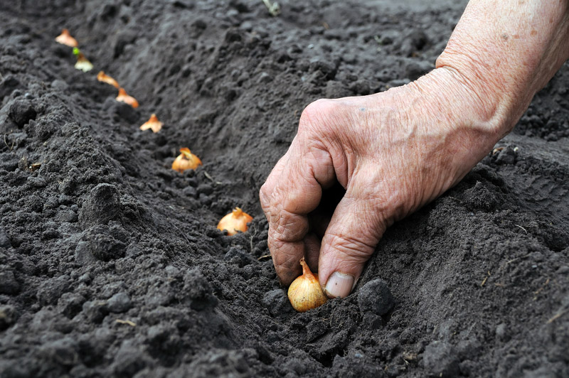 Prepare Your Lawn and Garden for Winter