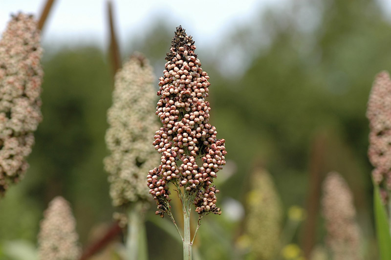 Gluten-Free Nutrient Powerhouse Wonder Grain - Sorghum