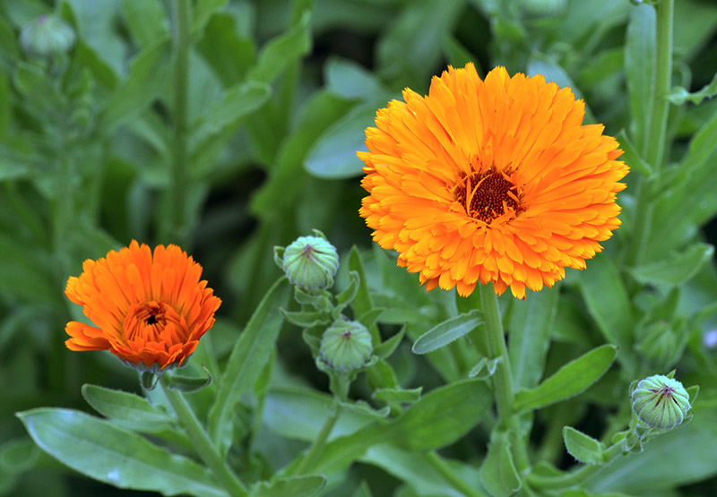 Gardening Guide to Fresh Herbs Year-Round