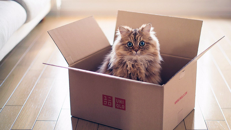 What's Up With That: Why do Cats Love Boxes so Much? 