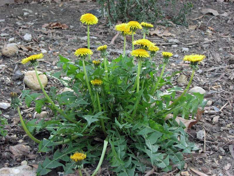 Gardening Guide to Fresh Herbs Year-Round