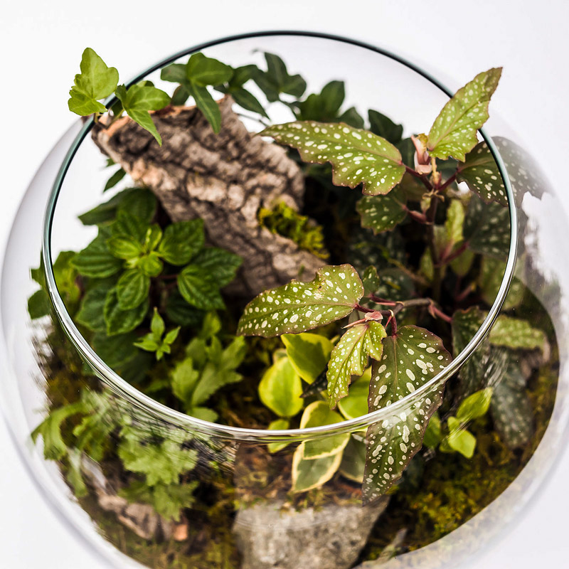 Choosing the Best Plants for Your Terrarium 