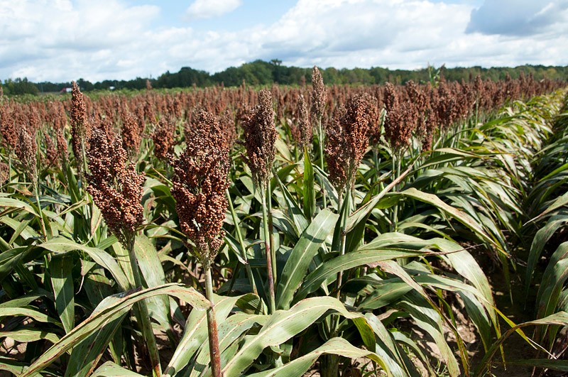 Gluten-Free Nutrient Powerhouse Wonder Grain - Sorghum