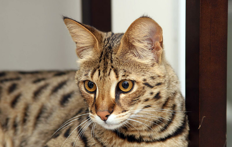 Cat Breed Info - Savannah Cat