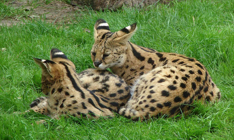 Cat Breed Info - Savannah Cat