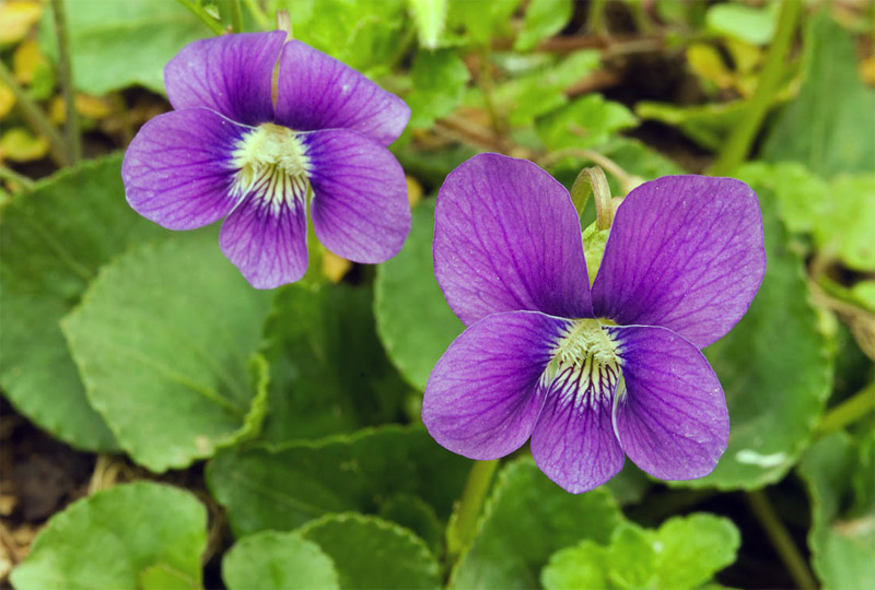 Gardening Guide to Fresh Herbs Year-Round