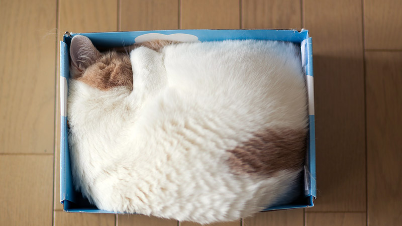 What's Up With That: Why do Cats Love Boxes so Much? 