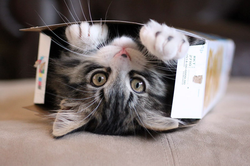 What's Up With That: Why do Cats Love Boxes so Much? 