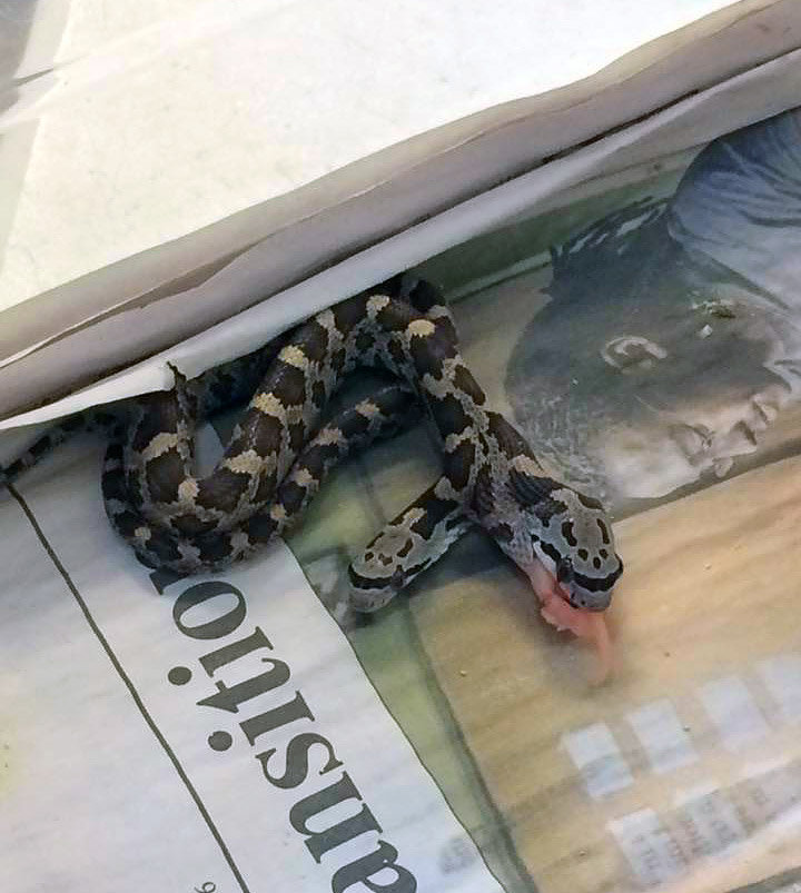 Two-headed Snake Discovered in Texas Backyard