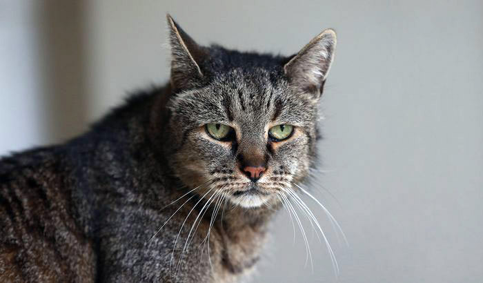 Nutmeg is the Oldest Living Cat in the World at 31