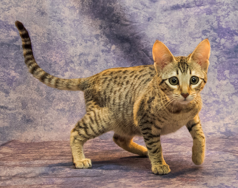 Cat Breed Info - Savannah Cat