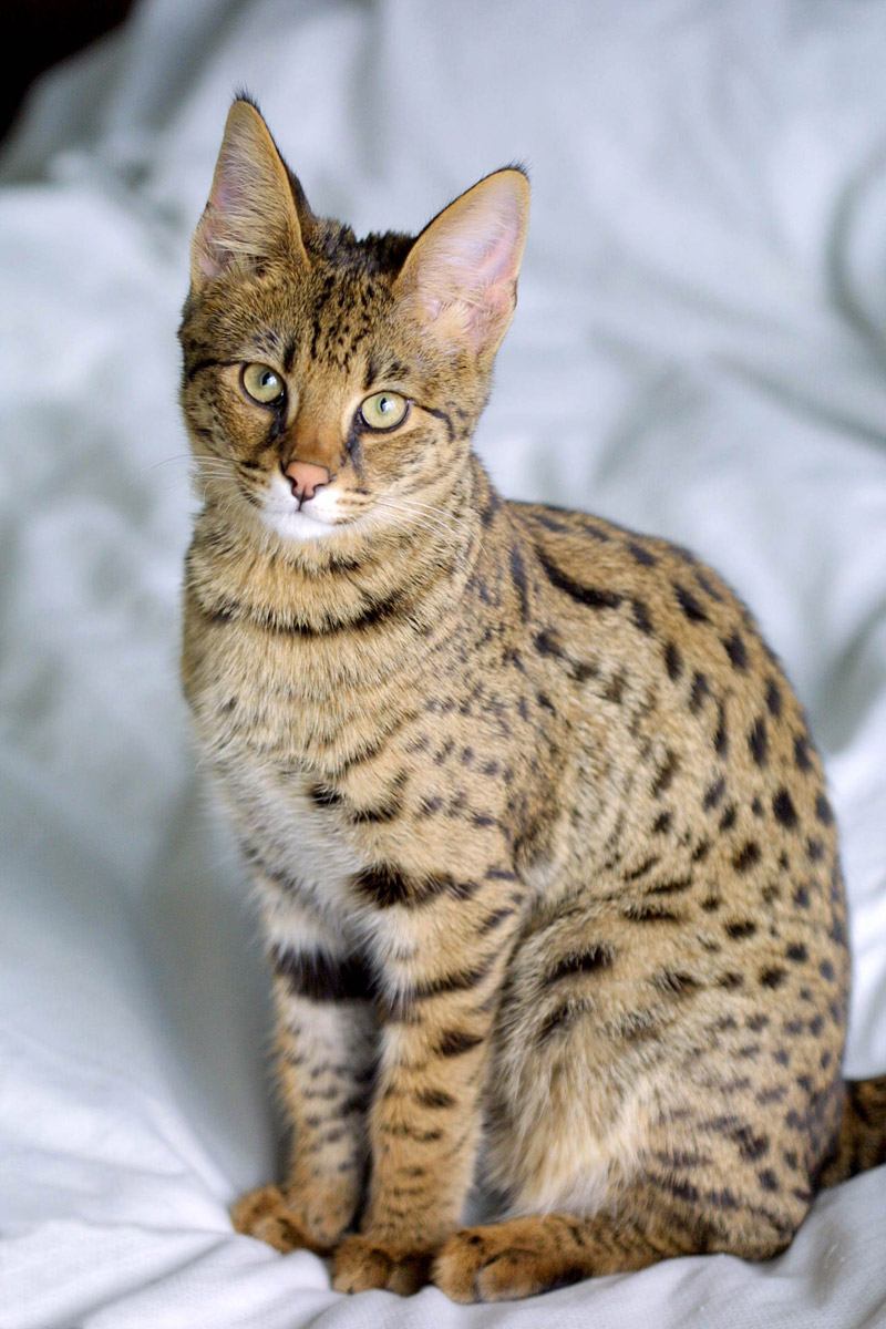 Cat Breed Info - Savannah Cat