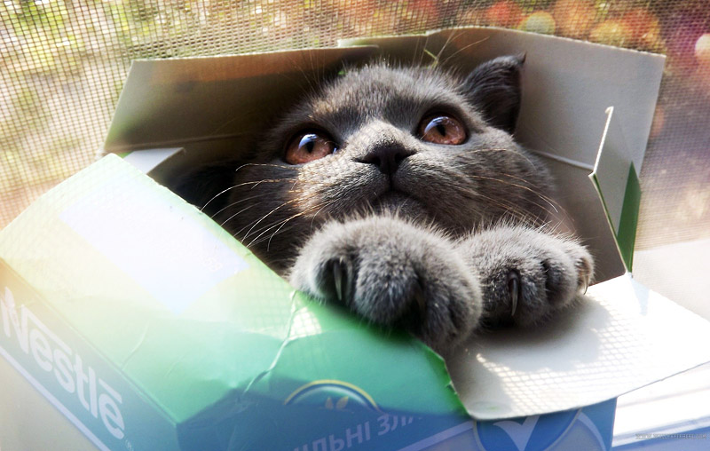 What's Up With That: Why do Cats Love Boxes so Much? 