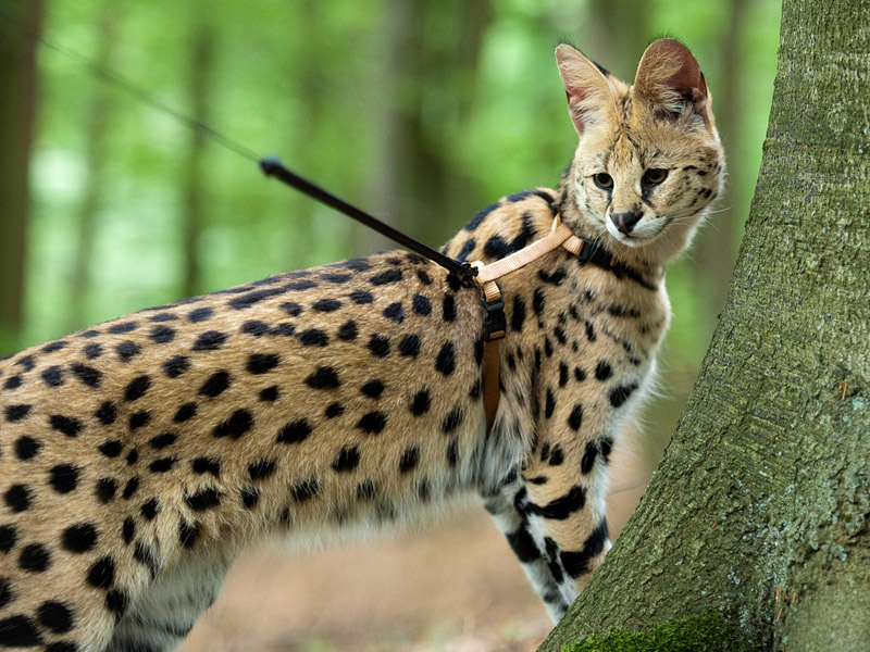 Cat Breed Info - Savannah Cat