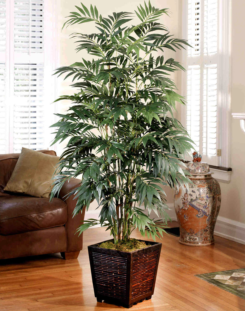 Improve Indoor Air Quality With Air Purifying Houseplants