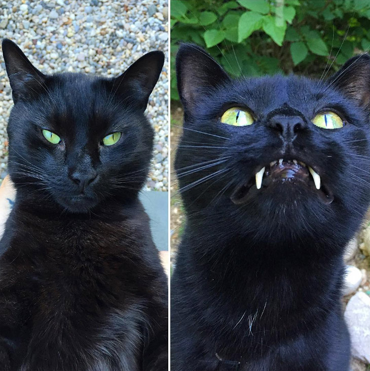 Vampire Cat Monk is Social Media Star