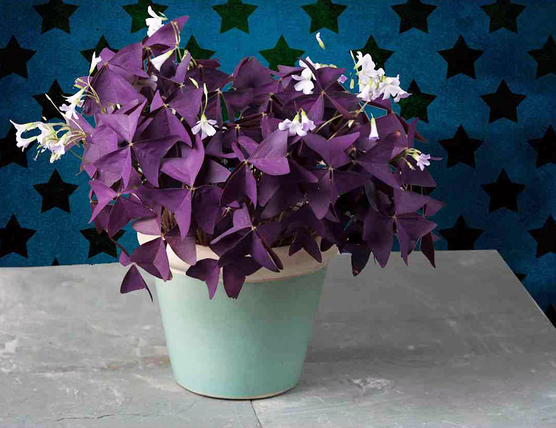 Magical Purple Shamrock - Info and Care