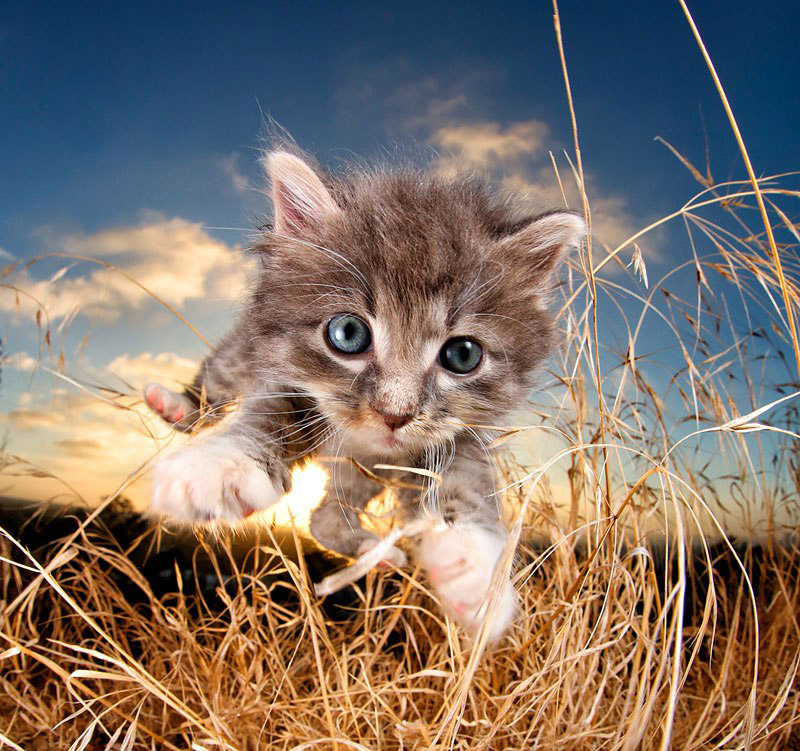 POUNCE - Photo Book of Jumping Kittens