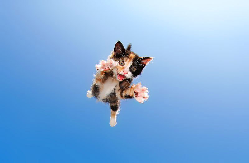 POUNCE - Photo Book of Jumping Kittens