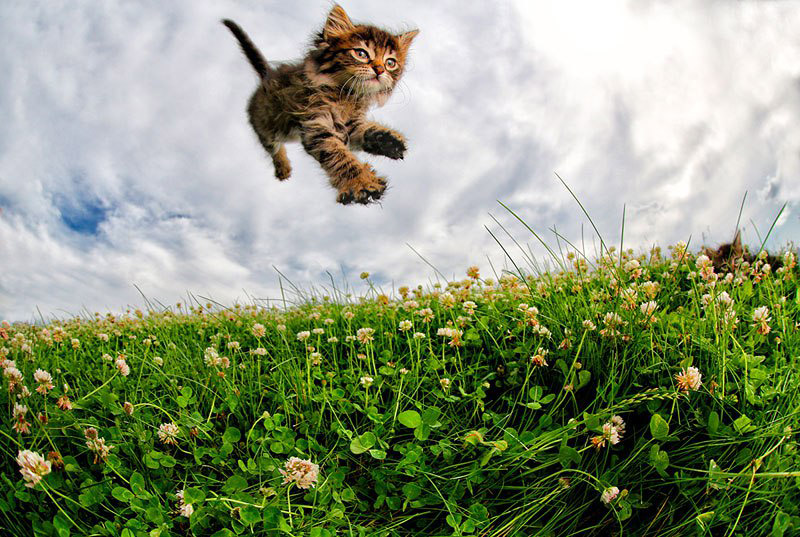 POUNCE - Photo Book of Jumping Kittens