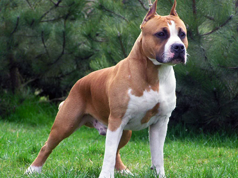 Top 4 Commonly Misunderstood Dog Breeds