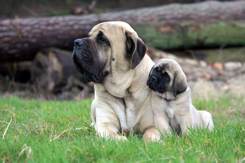 The World's 10 Hardest Dog Breeds to Train