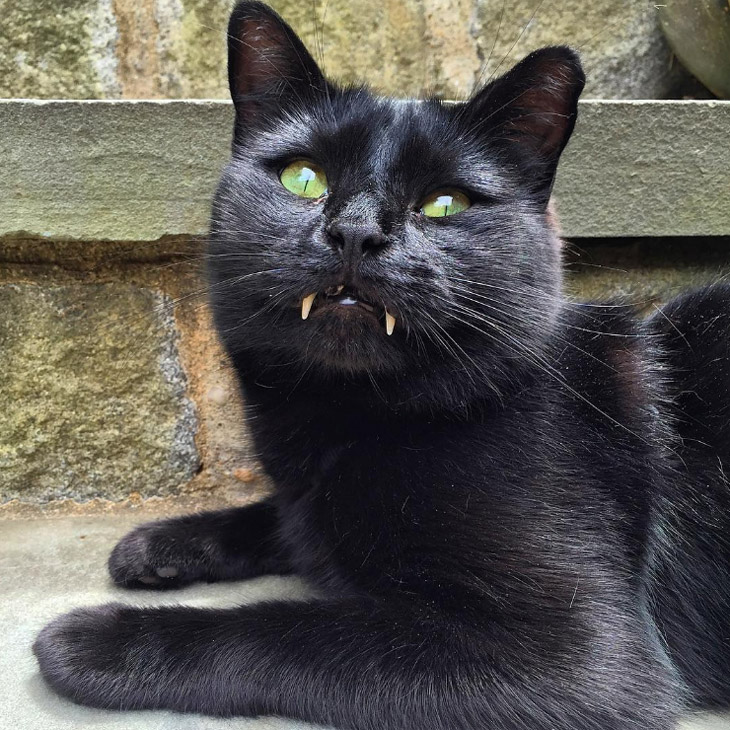 Vampire Cat Monk is Social Media Star