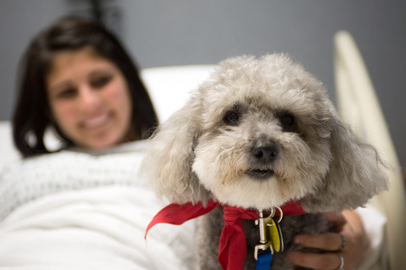 How Therapy Dogs Help Human Health