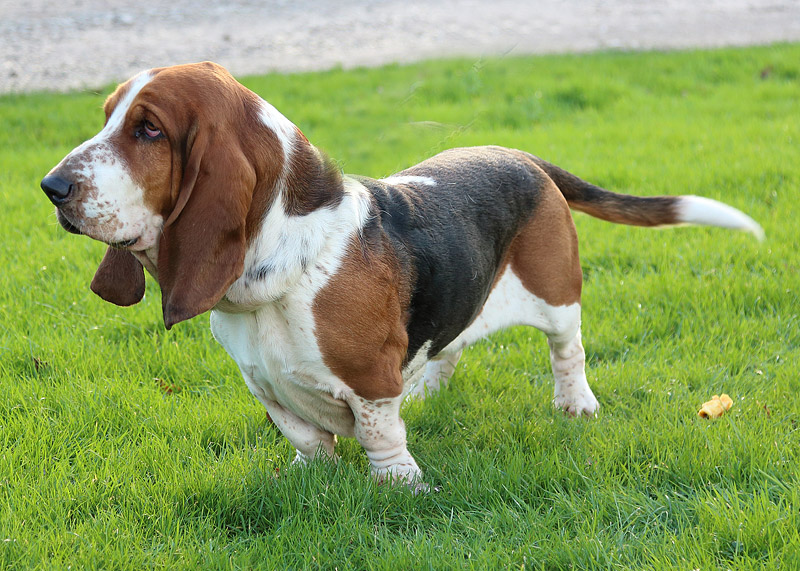 The World's 10 Hardest Dog Breeds to Train