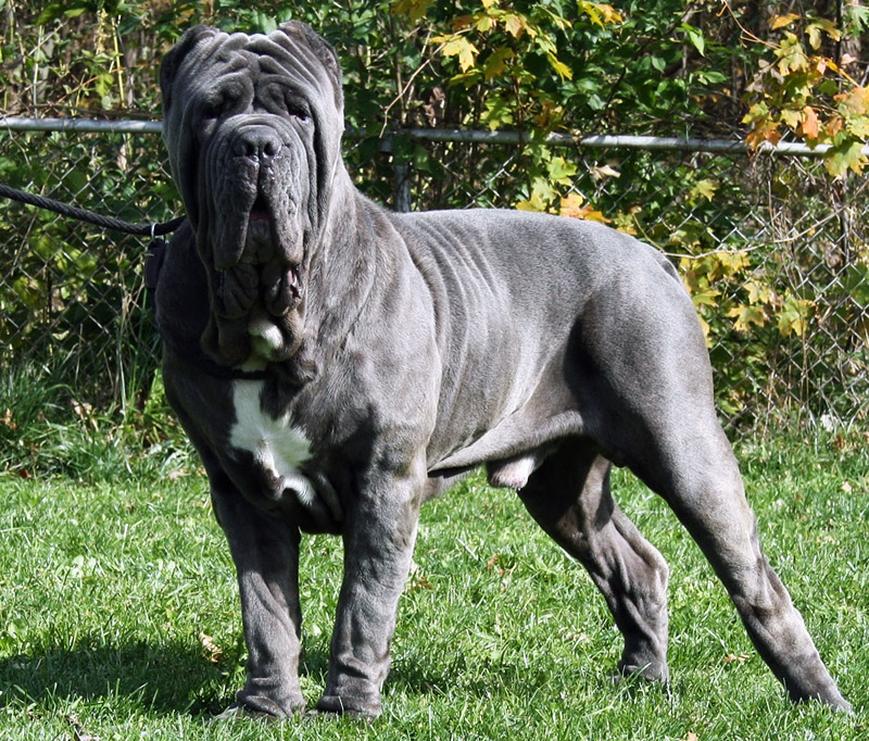 Dog Breed Facts and Info - Neapolitan Mastiff