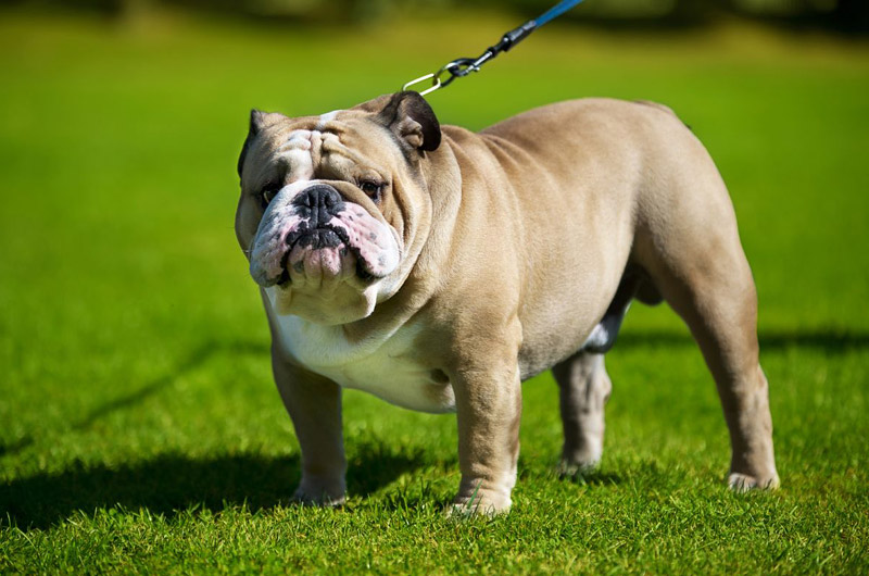 The World's 10 Hardest Dog Breeds to Train