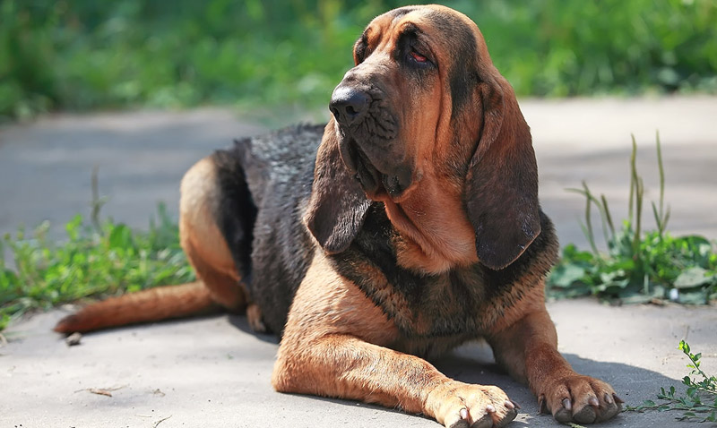 The World's 10 Hardest Dog Breeds to Train