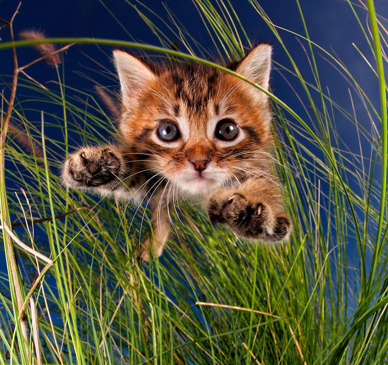 POUNCE - Photo Book of Jumping Kittens