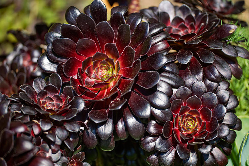 Mix and Match These 10 Outstanding Succulents 