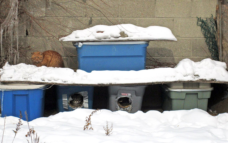 How to Help Homeless Cats in the Winter 