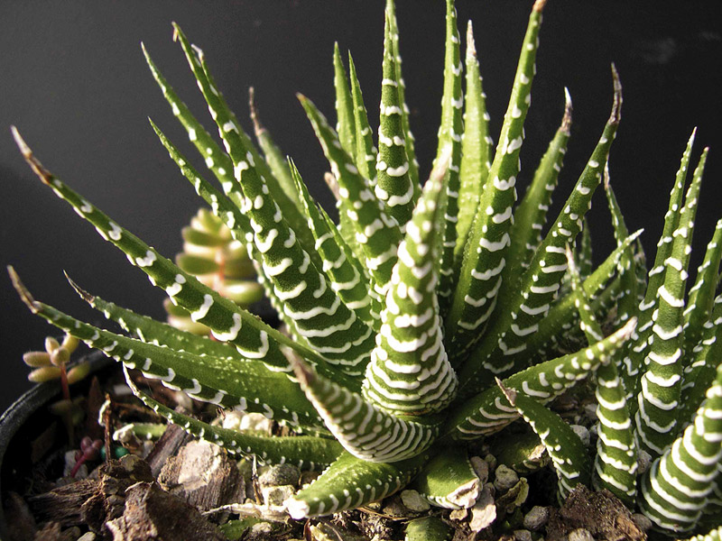 Mix and Match These 10 Outstanding Succulents 