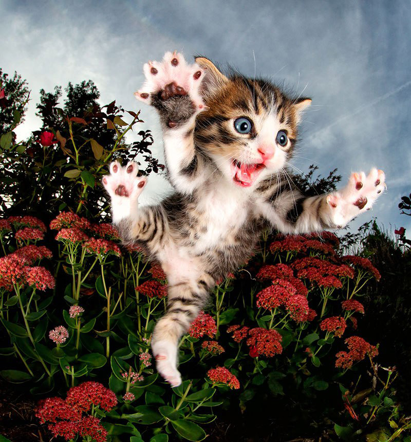 POUNCE - Photo Book of Jumping Kittens