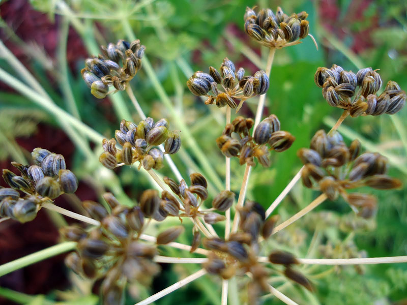 Scientists create anticancer molecule from parsley and dill 