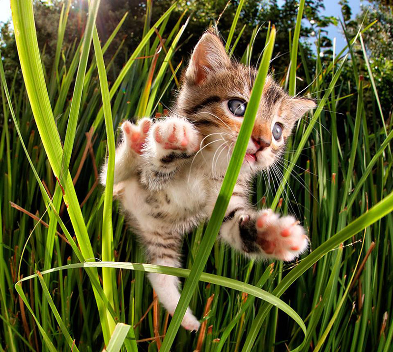 POUNCE - Photo Book of Jumping Kittens
