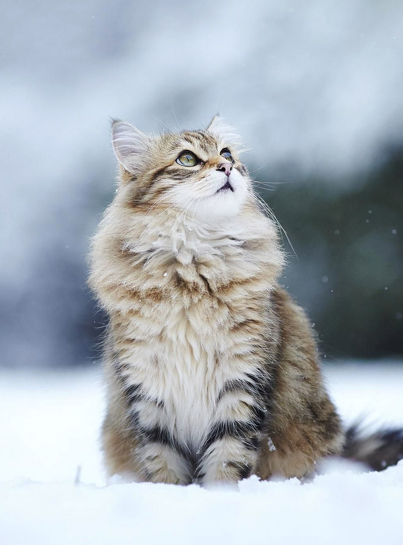 How to Help Homeless Cats in the Winter 