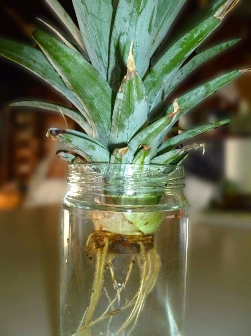 How to Grow a Pineapple Top
