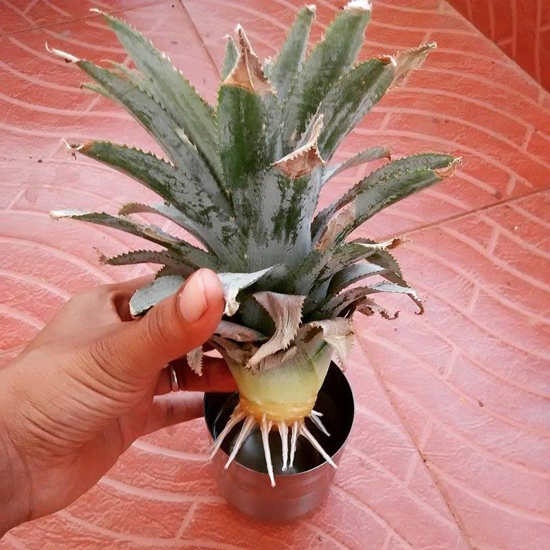 How to Grow a Pineapple Top