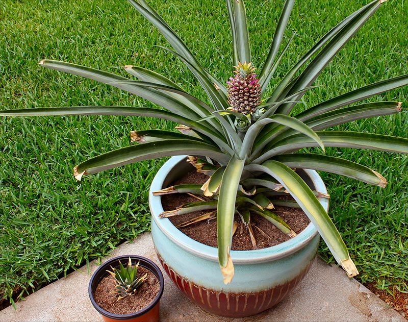 How to Grow a Pineapple Top