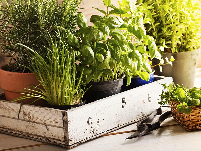 How to grow herbs indoors this winter